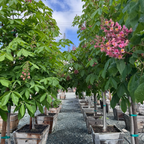 布里奥红花七叶树 Briotii Red Horse Chestnut