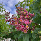布里奥红花七叶树 Briotii Red Horse Chestnut