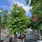 布里奥红花七叶树 Briotii Red Horse Chestnut