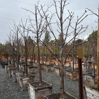 布里奥红花七叶树 Briotii Red Horse Chestnut