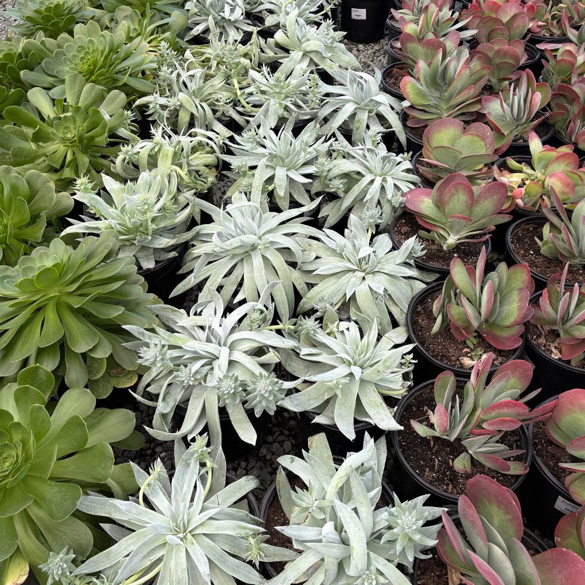 仙女杯 Britton's Dudleya