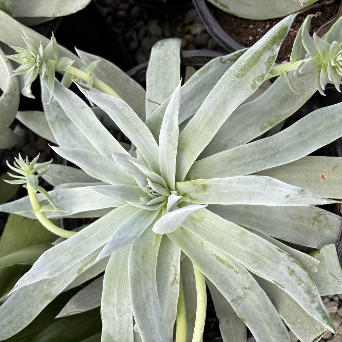 仙女杯 Britton's Dudleya