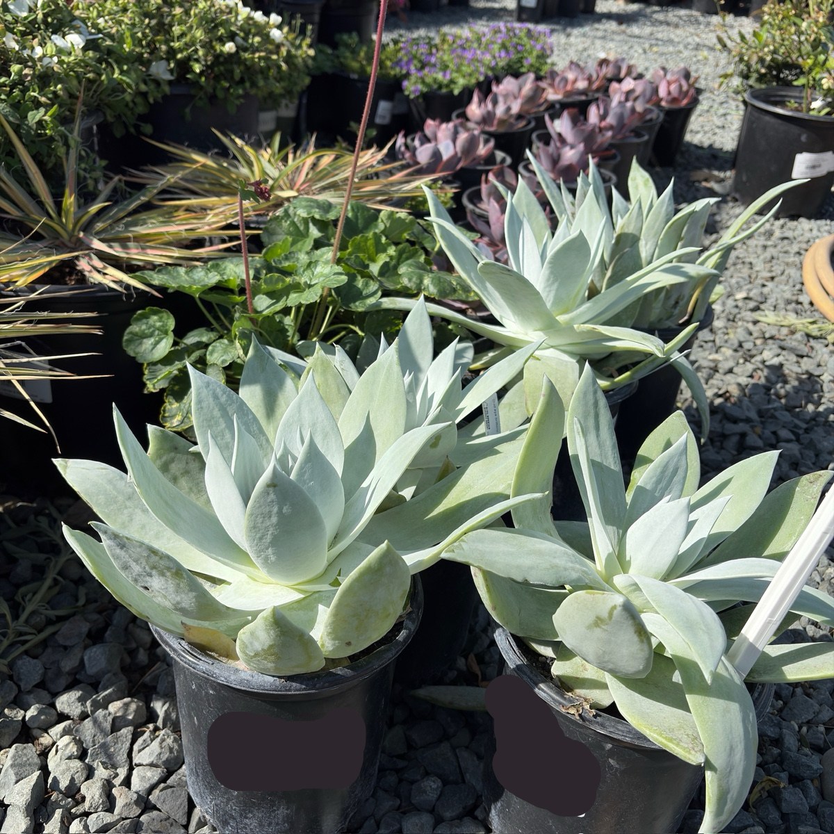 仙女杯 Britton's Dudleya