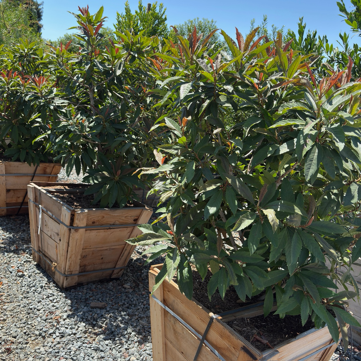 青铜枇杷 Bronze Loquat