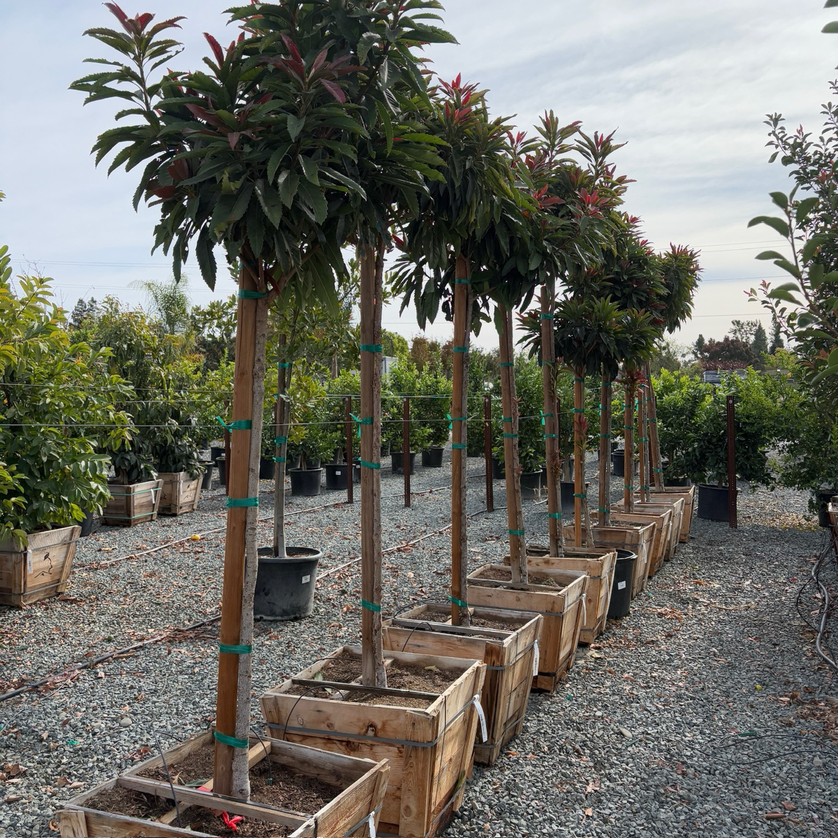 青铜枇杷 Bronze Loquat