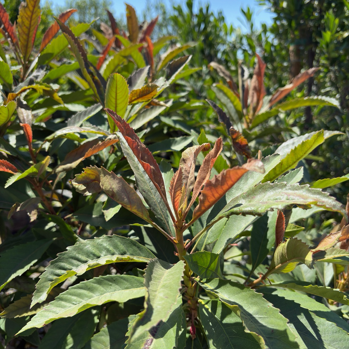 青铜枇杷 Bronze Loquat