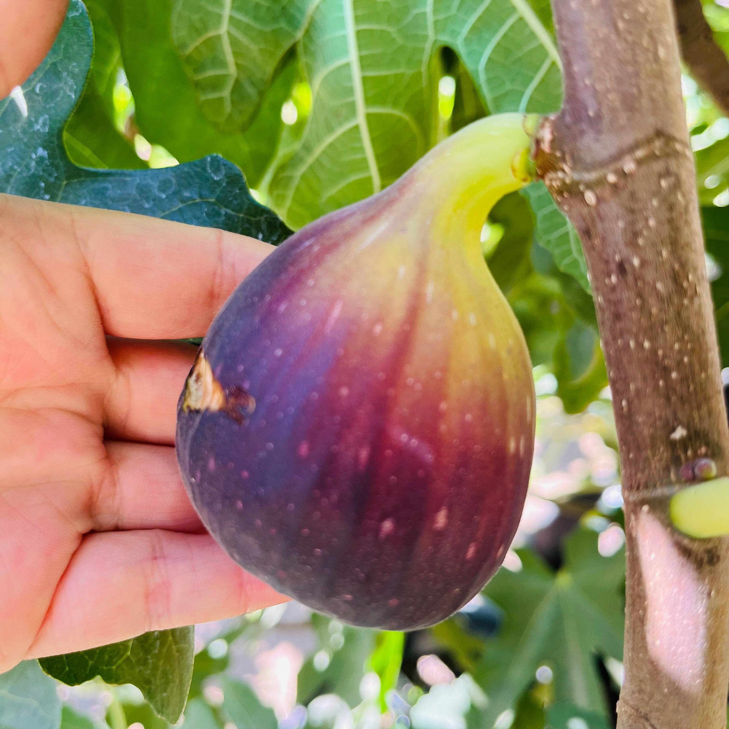 棕色土耳其无花果 Brown Turkey Fig