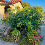 棕色土耳其无花果 Brown Turkey Fig