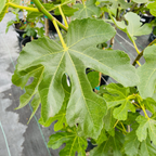 棕色土耳其无花果 Brown Turkey Fig