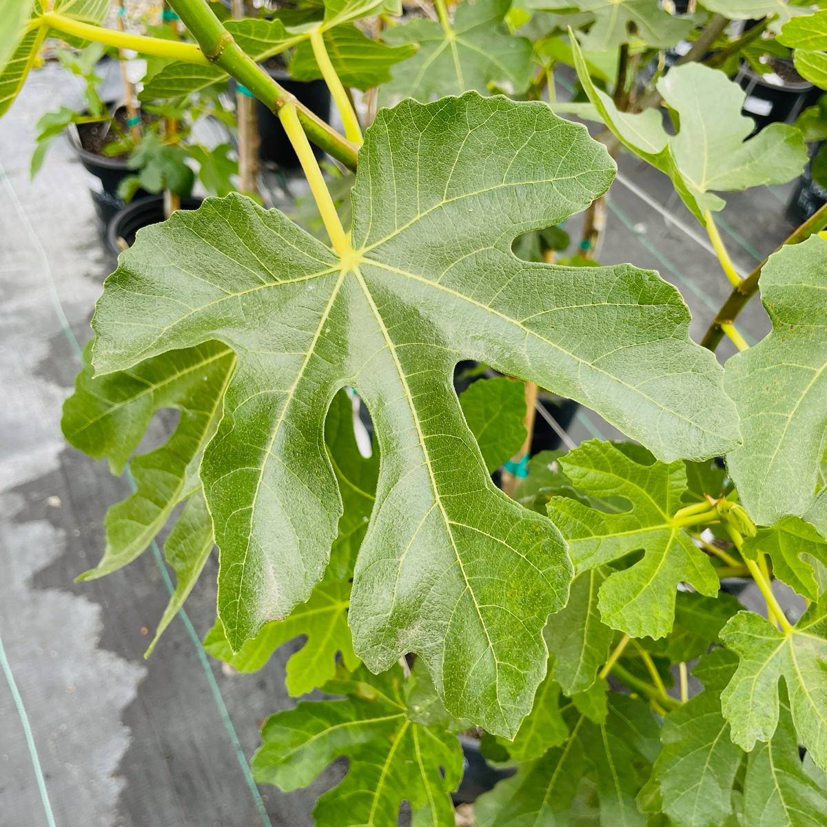 棕色土耳其无花果 Brown Turkey Fig