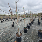 棕色土耳其无花果 Brown Turkey Fig