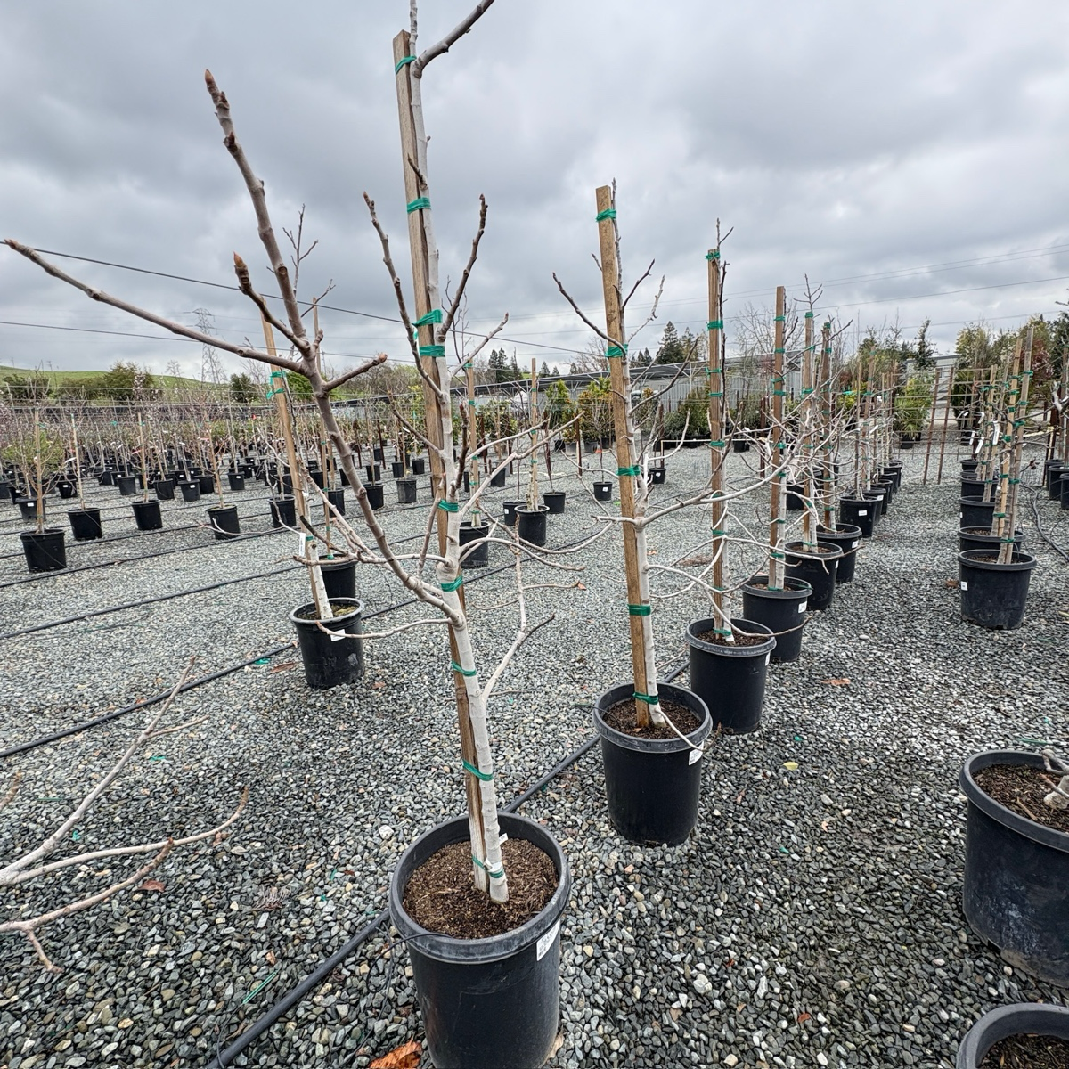 棕色土耳其无花果 Brown Turkey Fig