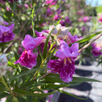 巴布沙漠葳 Bubba Desert Willow