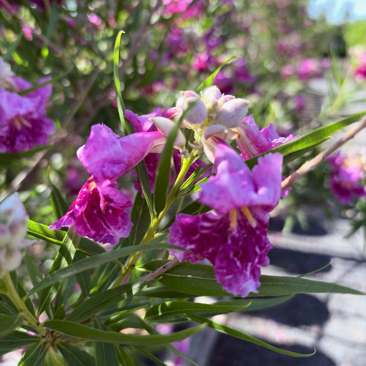 巴布沙漠葳 Bubba Desert Willow
