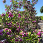 巴布沙漠葳 Bubba Desert Willow