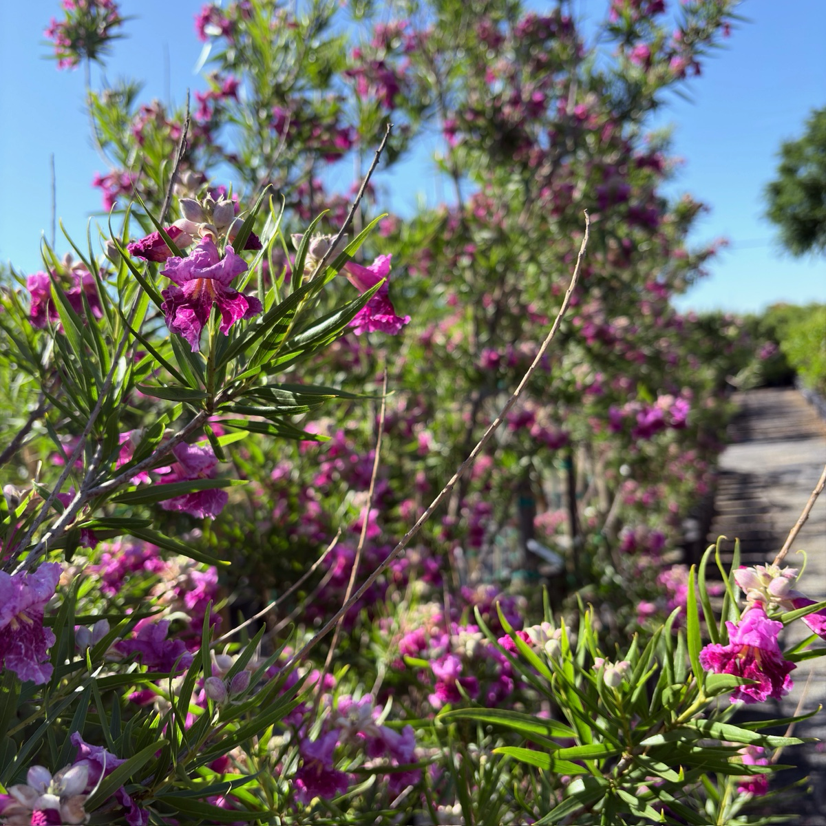 巴布沙漠葳 Bubba Desert Willow