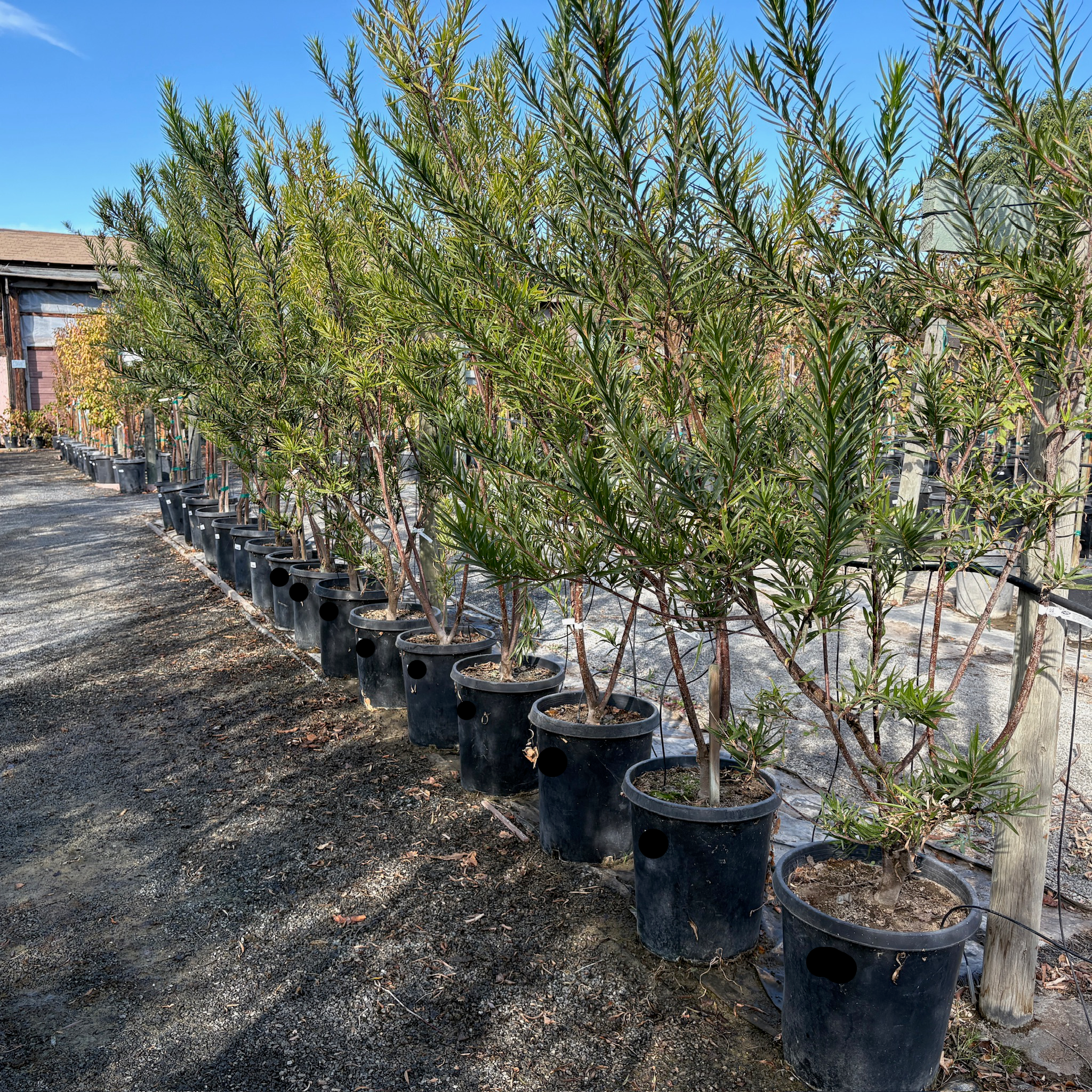 巴布沙漠葳 Bubba Desert Willow
