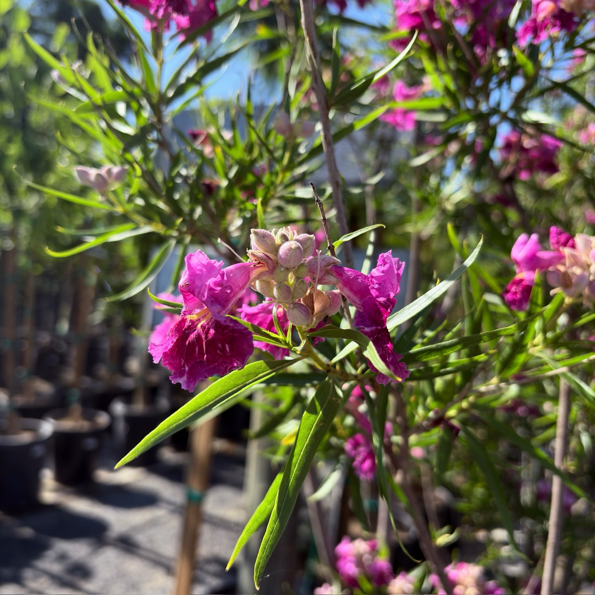 巴布沙漠葳 Bubba Desert Willow