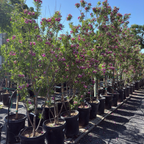 巴布沙漠葳 Bubba Desert Willow