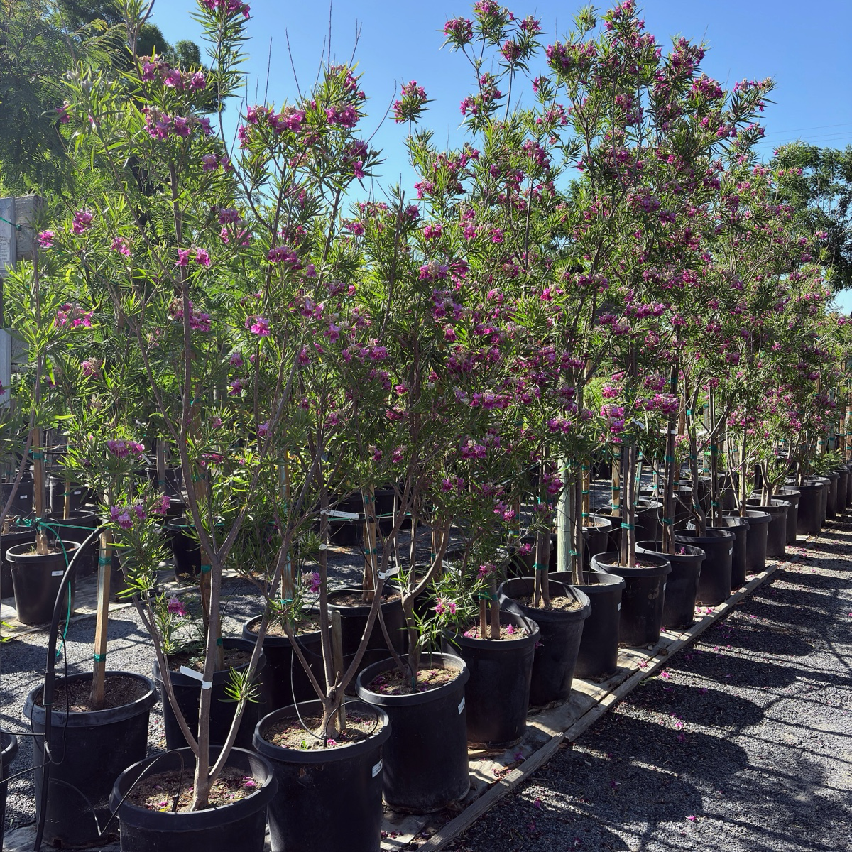 巴布沙漠葳 Bubba Desert Willow