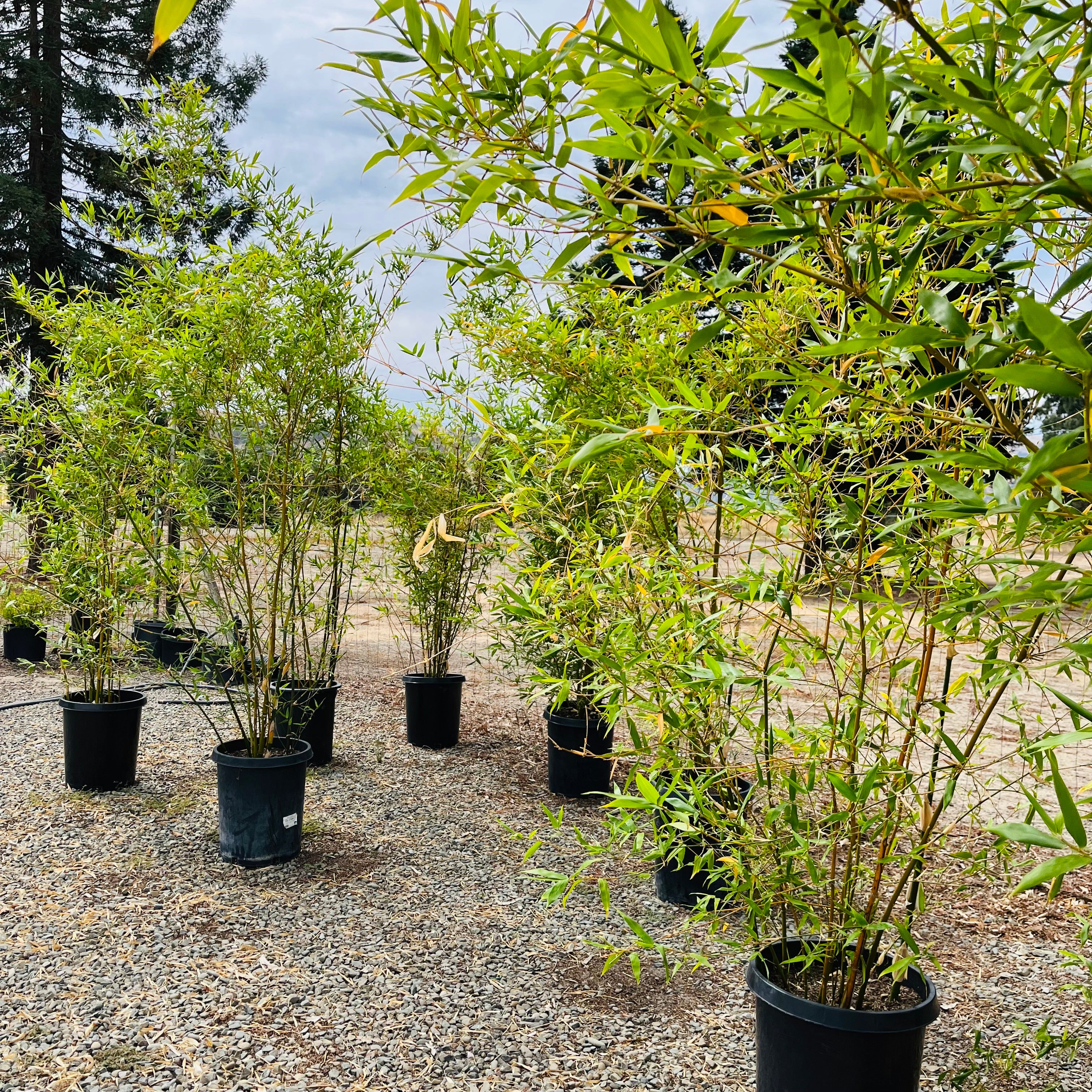 佛肚竹– Landz.us