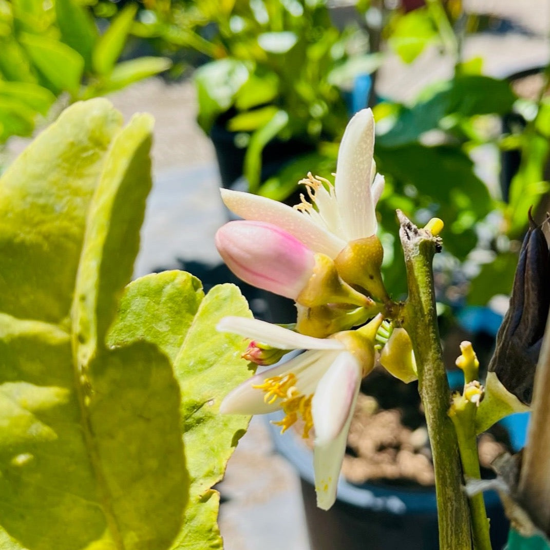 佛手柑 Buddha's Hand Citron
