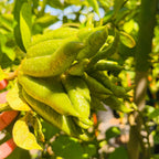 佛手柑 Buddha's Hand Citron