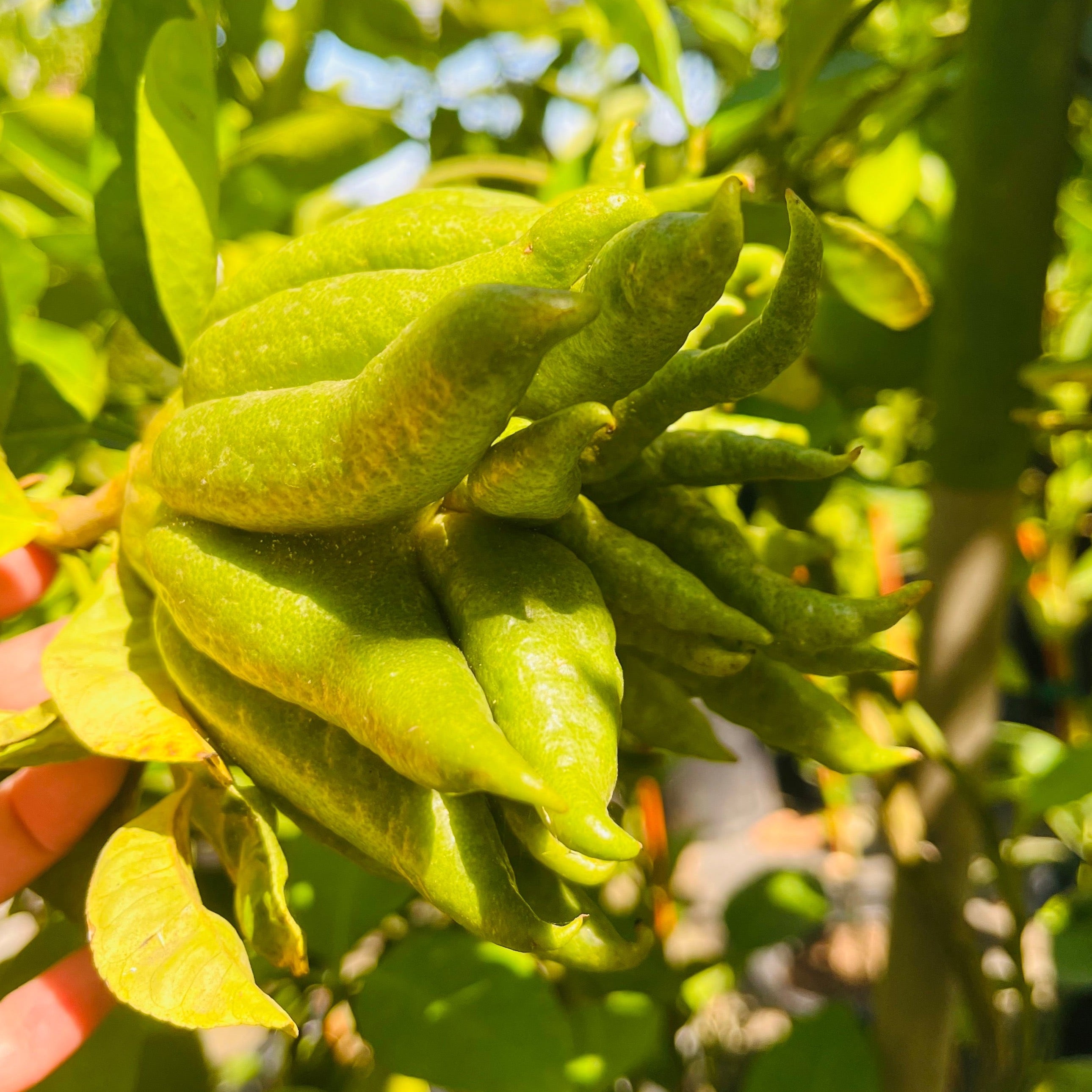 佛手柑 Buddha's Hand Citron