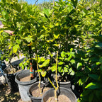 佛手柑 Buddha's Hand Citron