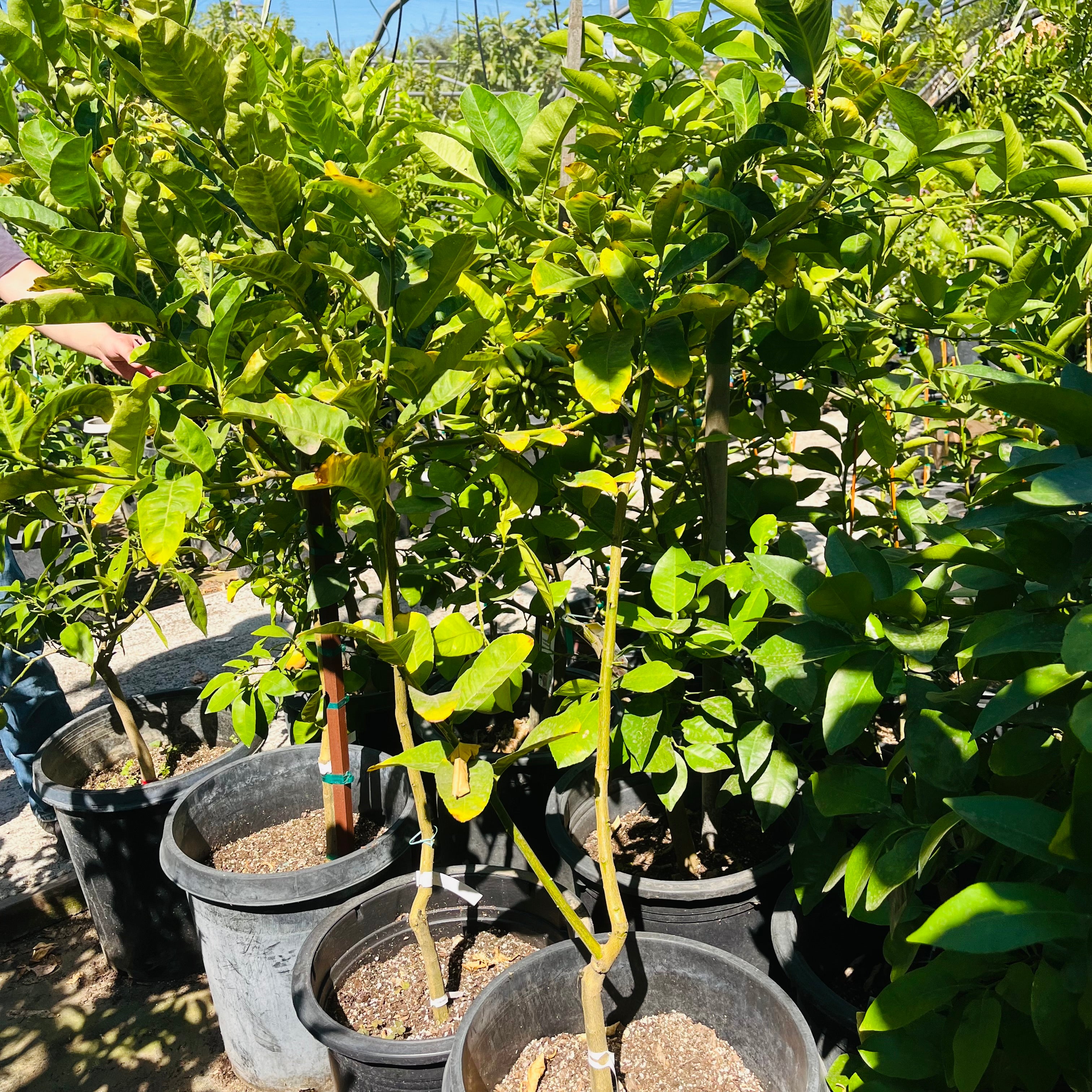 佛手柑 Buddha's Hand Citron