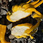 佛手柑 Buddha's Hand Citron