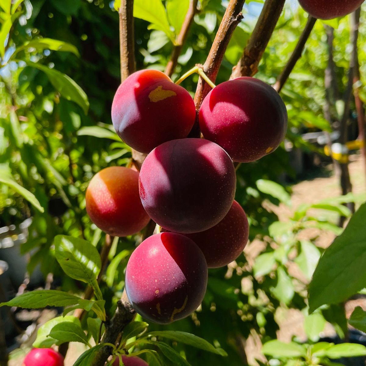 勃艮第李子 Burgundy Plum
