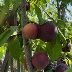 勃艮第李子 Burgundy Plum