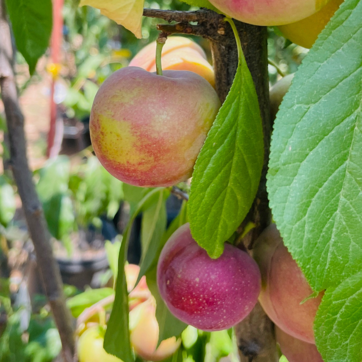 勃艮第李子 Burgundy Plum