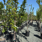 勃艮第李子 Burgundy Plum