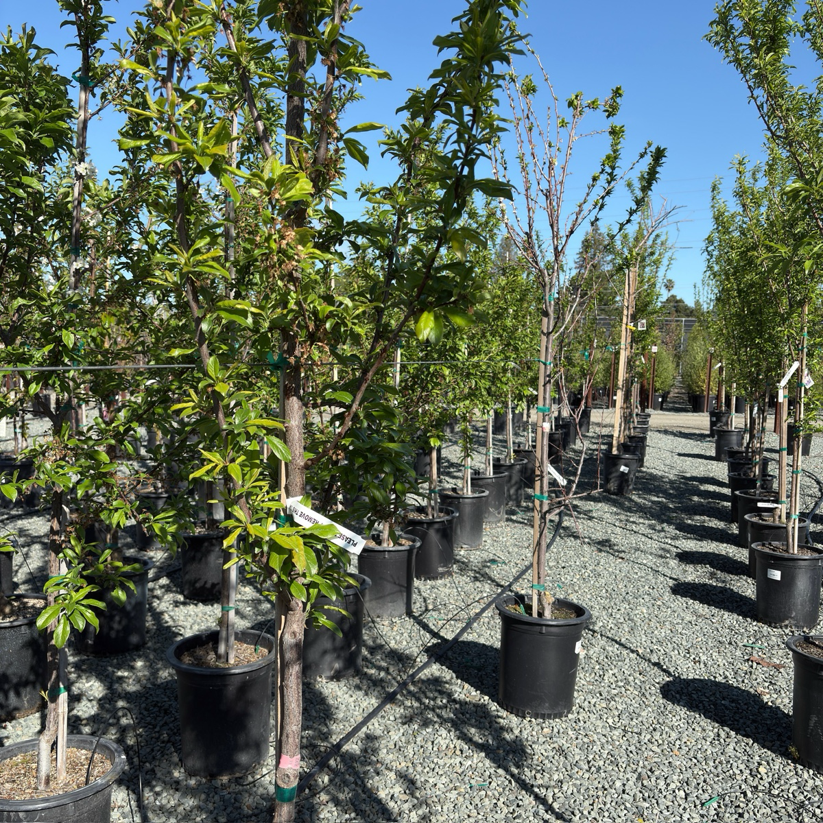 勃艮第李子 Burgundy Plum