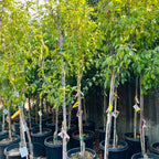 勃艮第李子 Burgundy Plum