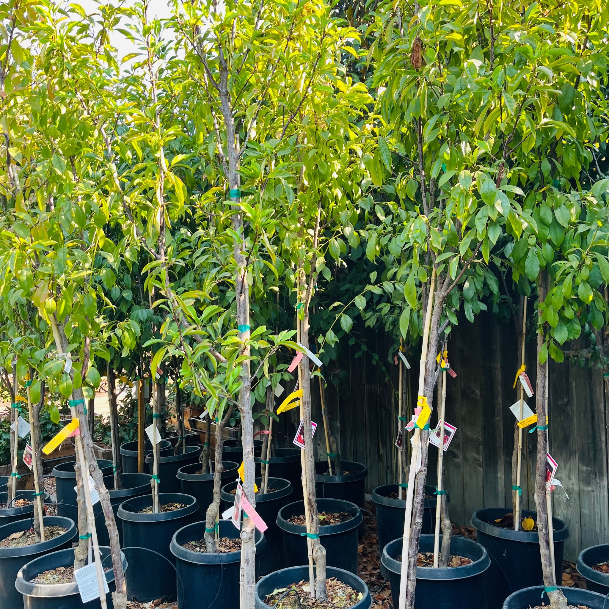 勃艮第李子 Burgundy Plum