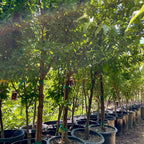 勃艮第李子 Burgundy Plum