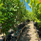 勃艮第李子 Burgundy Plum