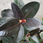 橡皮树-黑金刚 Burgundy Rubber Plant