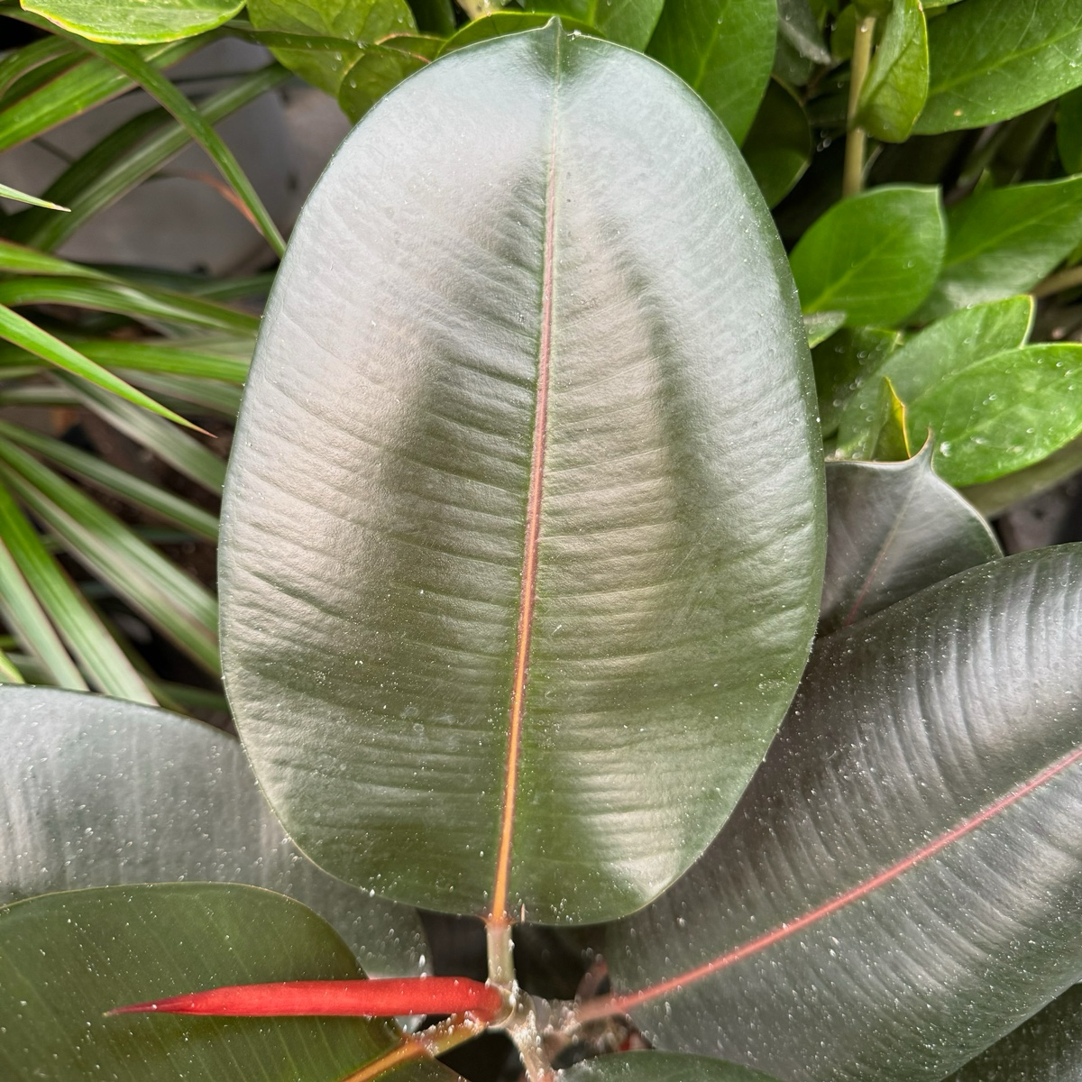 橡皮树-黑金刚 Burgundy Rubber Plant