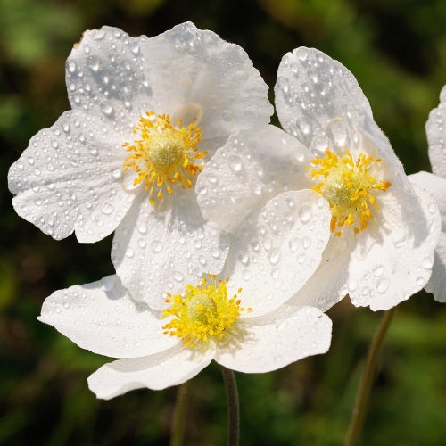 Elizabeth Bush Anemone