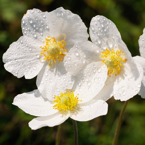 Evergreen Shrubs - Camellia sinensis