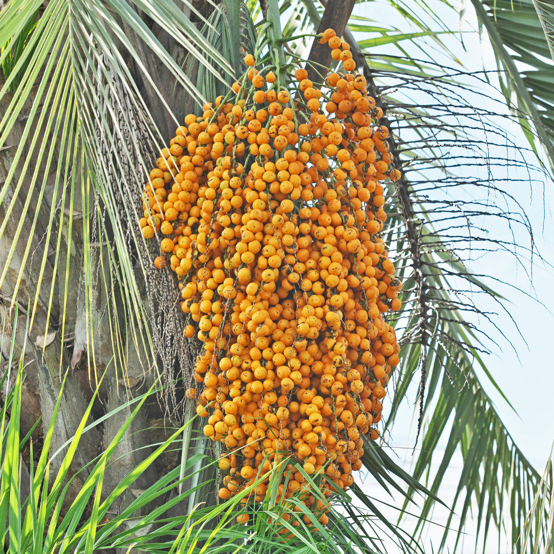 Palm Tree - Jelly Coconut