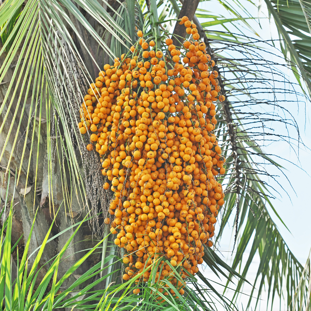 Pindo Palm