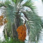 Pindo Palm