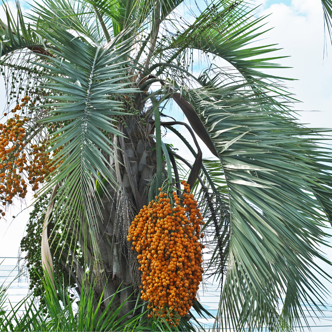 Palm Tree - Jelly Coconut