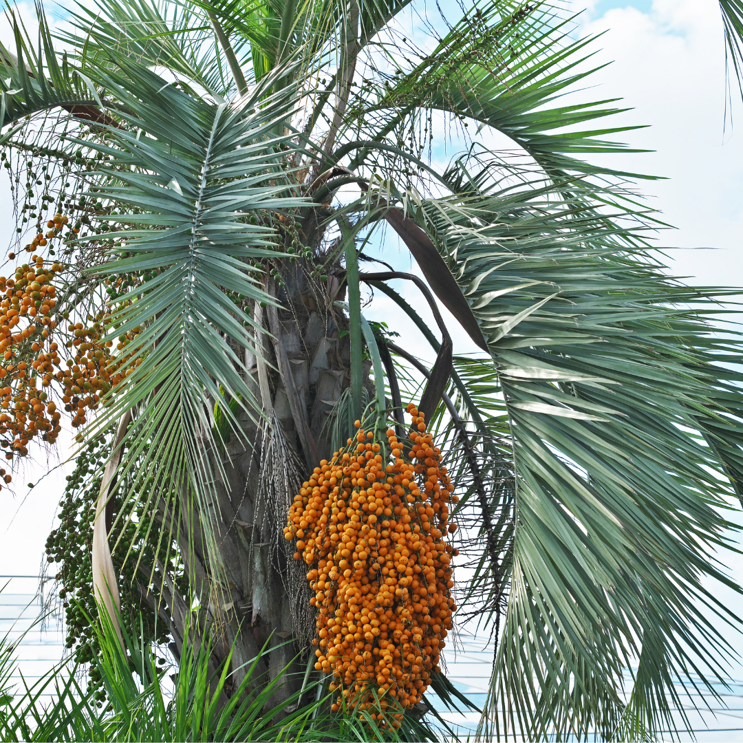 Pindo Palm