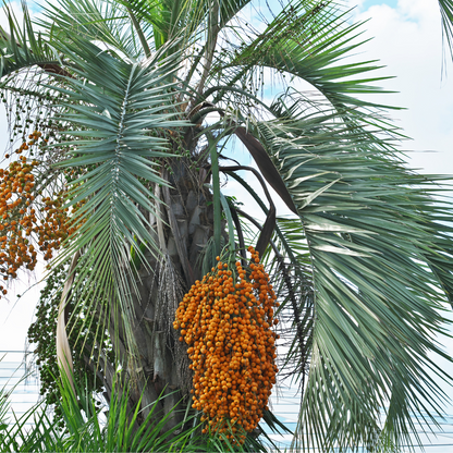 Palm Tree - Jelly Coconut